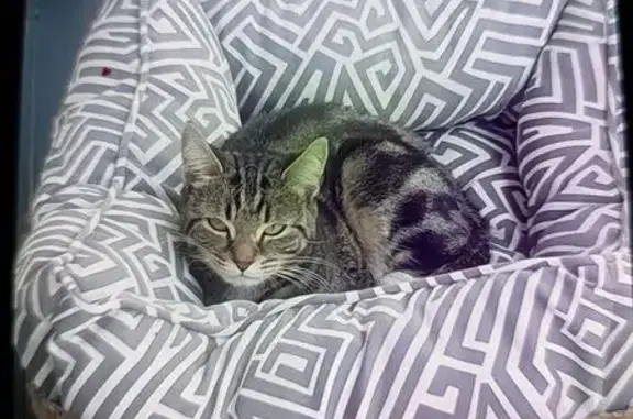 Lost cat, Clem Attlee Court, L...