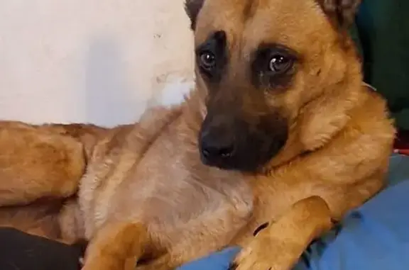 Missing dog Tulsa, photo: Lost female dog, North 73rd Avenue East, 2222, Tulsa — friendly and energetic