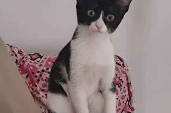 Gato perdido, hembra, Calle Escritor Franquelo Romero, 9, Málaga, Malaga — 5 meses - photo