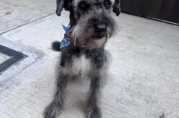 Búsqueda de mascotas, foto: Perro perdido, Ronchamp, 17, Ciudad de México, Tlalpan — Blackie, tipo Schnauzer