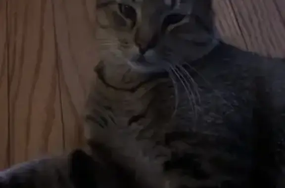 Lost Cat, South Lake Street, Aurora, Arlington — Gray-Brown Tabby with Greenish Eyes - photo