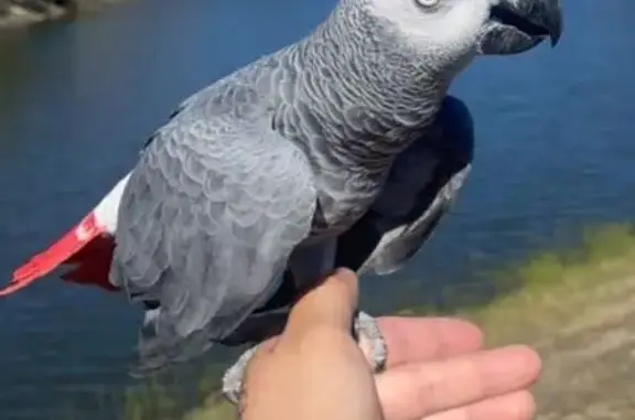 Lost Bird, male, Lazy Creek Drive, 9462, Windsor, Windsor — African gray parrot - photo