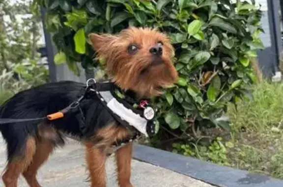 Perro perdido, Calzada Mauricio Fernández Garza, San Pedro Garza García — Yorkie de 3.7 libras, miedoso - photo