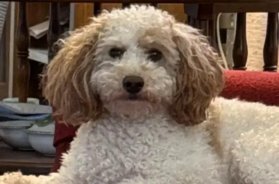 Lost dog, West Shore Drive, 188, Lake Ariel, The Hideout — male miniature poodle - photo