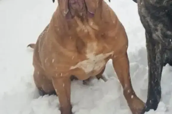 Missing dog Detroit, photo: Lost dog, female, Cedarcrest Road, 10345, Whitmore Lake, Detroit — wearing a flannel bandana