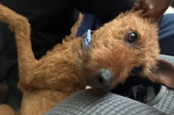 Lost female dog, McCarran Street, 2109, North Las Vegas — brown with a blue Fourth of July collar - photo