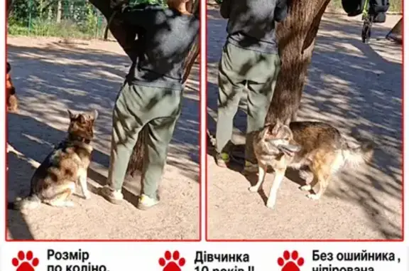Зникла собака, дівчинка, Карпилівка, Чернігівська область — двірняжка, трохи повненька - photo