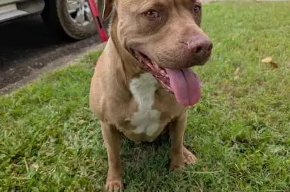Found female dog, Bryant Stree...