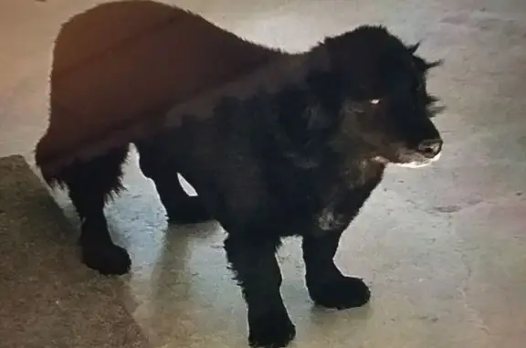 Lost dog, California 18, 25482, Apple Valley — male with a white muzzle - photo