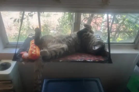 Missing cat Riverside, photo: Lost male cat, Lemon Grove Avenue, 6580, Jurupa Valley, Riverside — gray tabby with clipped ear