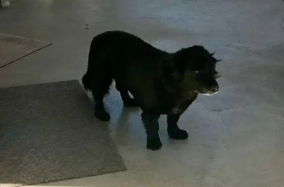 Lost dog, Milpas Drive, 12106, Apple Valley — male Corgi mix with long hair - photo
