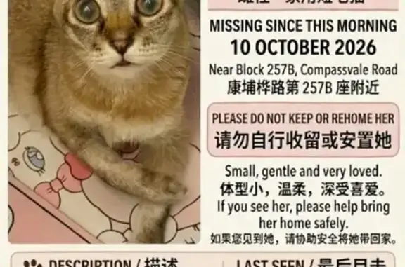 Missing cat Serangoon, photo: Lost cat, Compassvale Road, 257B, Serangoon — female, responds to “Xiaobai”