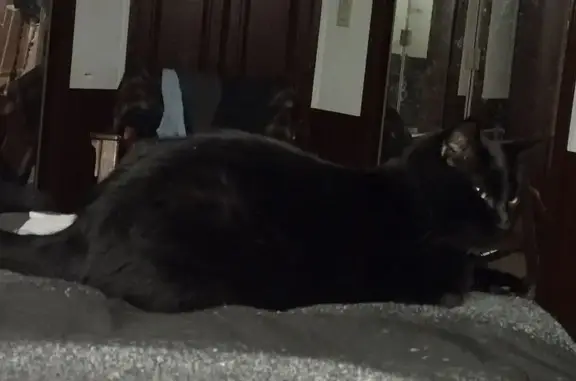 Lost male cat, East 5th Street, 3530, Silver Springs, Arlington — black with a name tag - photo