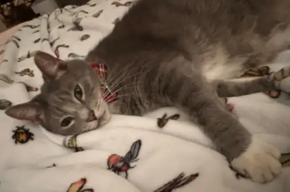 Missing cat Miami, photo: Lost cat, male, Southwest 63rd Avenue, 7030, South Miami, Miami — clipped left ear and striped tail