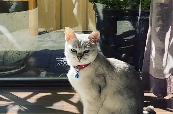 Lost pets Gosnells, photo: Lost male cat, Salen Lane, 8, Gosnells — wearing a blue collar