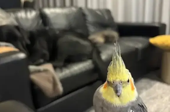 Lost Bird, female, Dumbarton Drive, 6, Clarence City, Hobart — yellow head and pied wings - photo