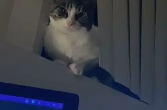 Lost cat, Elder Street, Newcastle – male domestic shorthair - photo