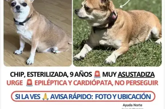 Se escapó de casa y no sabemos si se asustó por algún perro grande o alguna persona la tiene Es color canela y blanca por la tripa,lleva un collar rosita es muy asustadiza y no se suele dejar coger