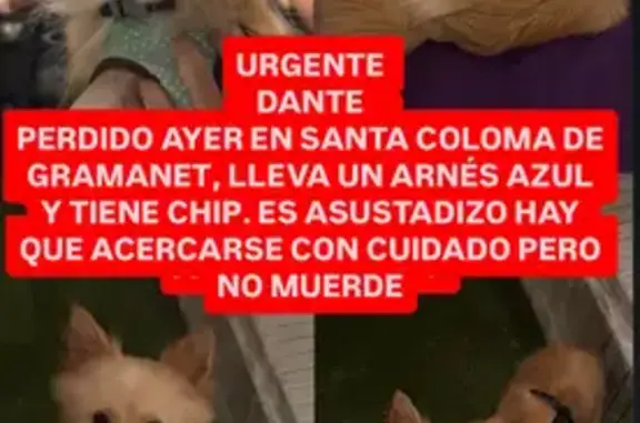 Perro perdido, Santa Coloma de Gramenet, Cataluña, Madrid — spitz alemán pequeño de 4 kg - photo