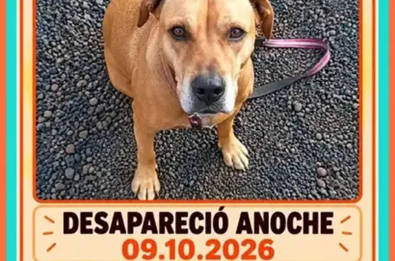 Perro perdido, hembra, Camino de El Malpaís, 36, Candelaria — sin collar - photo