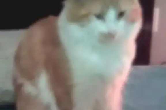 Lost cat, McNeely Lake Drive, 9909, Louisville — male with long fluffy hair - photo
