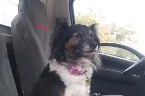 Lost dog, Cornelia Street, 3, Canterbury-Bankstown Council, Inner West — friendly female Papillon cross - photo