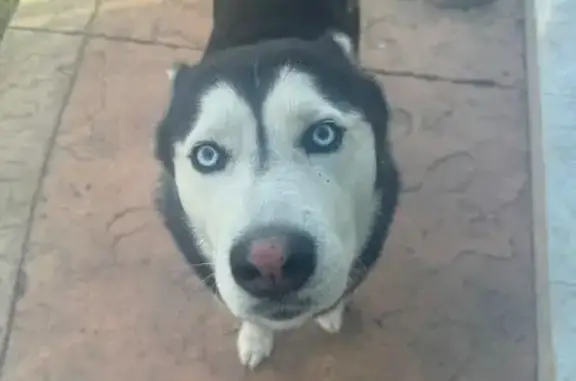 Perro perdido, Calle Plaza de San Marcos, 655, Tijuana — husky pequeño de ojos azules - photo