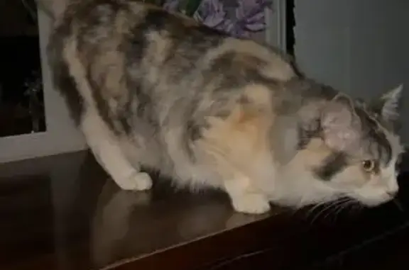 Lost female cat, Flash Dan Drive, 36, Casey City, Melbourne — shy and gentle calico - photo