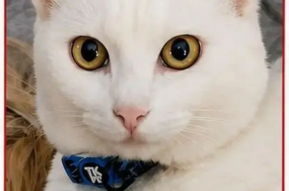Gato perdido, Los Montesinos, Torrevieja — blanco, muy cariñoso y con ojos verdes - photo