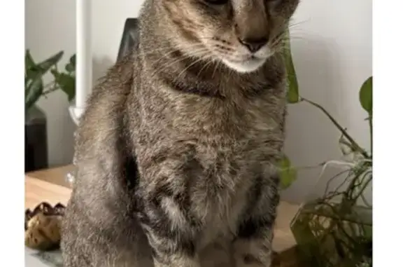 Missing cat Choa Chu Kang, photo: Lost cat, male, Lorong Pisang Emas, 89, Singapore, Choa Chu Kang — short kinked tail