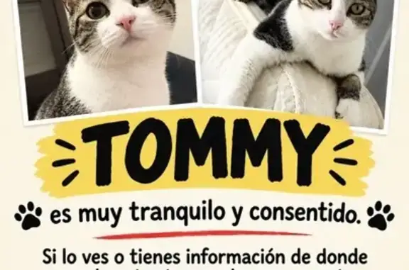 Gato perdido macho, Carrer de la Mar, 9, Reus — blanco con líneas grises - photo