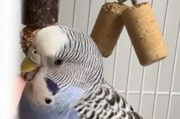 Lost Bird, Tampines North Drive 2, 633A, Hougang - purple-bodied female budgie - photo