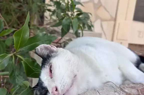 Gato encontrado Majadahonda, foto: Gato encontrado, Benidorm, Comunidad Valenciana, Majadahonda — blanco con manchas negras