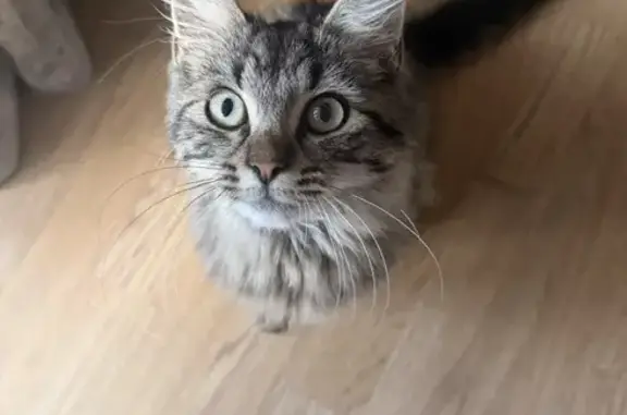 Found cat Edmonton, photo: Found cat, Myrtle Road, Greater London, Edmonton — young fluffy tabby male