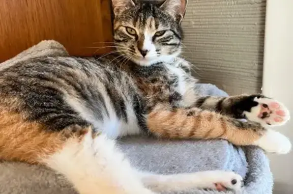Lost cat, Woodburn Court, 5507, Richmond — female with tabby/calico coloring - photo