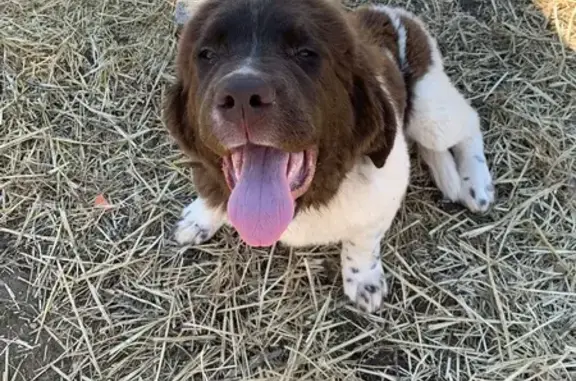 Lost dog, Veal Blackjack Road, 567, Bowdon — female Newfoundland ran into the woods - photo