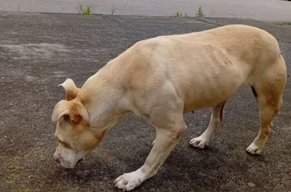 Encontrado cachorro, Rua Otávi...