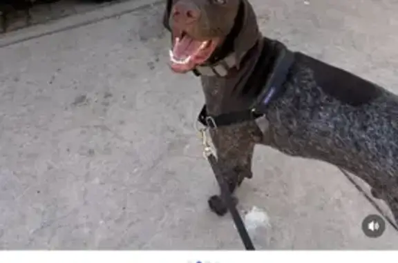 Lost Dog, Ashmore Avenue, 8868, Spring Valley — dark brown with a white neck spot - photo