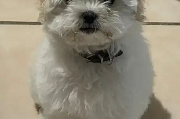 Lost dog, 17th Street, 1714, Plano — female white fluffy Shih Tzu mix - photo