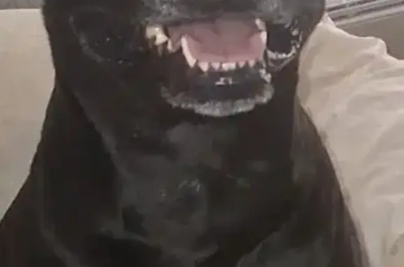 Lost dog, Tucson Estates, Arizona, Arlington — black pit bull with white chest marking - photo