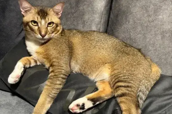 Missing cat Serangoon, photo: Lost cat, Loyang Besar Close, 133, Singapore, Serangoon — male with a long tail, responds to Coco