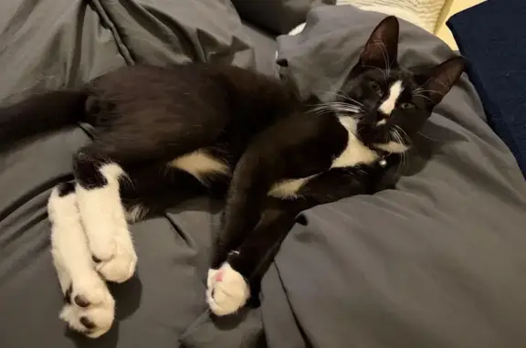 Lost cat (male), Sisson Avenue, 76, Hartford — white stripe on nose - photo