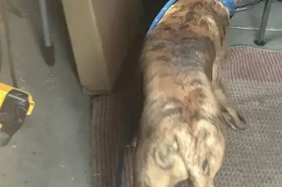 Found dog North Las Vegas, photo: Found female dog, Riverside Avenue, 993, Fillmore, North Las Vegas — friendly brindle pit bull mix