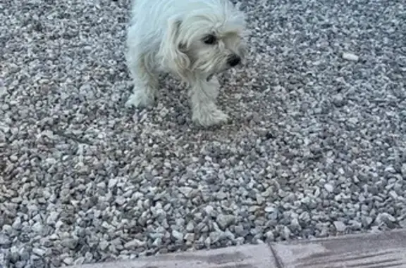 Perro encontrado Elche, foto: Encontrado perro hembra, Partida Daimes, 105, Santa Fe, Elche — blanco y muy juguetón