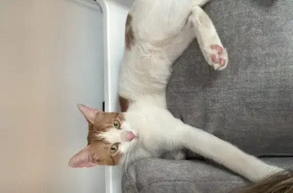 Gato perdido, macho, en Calle Fuente, 38, Pavías, Onda — es muy miedoso - photo