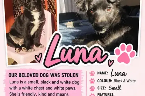 Lost female dog, Hans Coverdale Road North, Pretoria — small with a white chest and paws - photo
