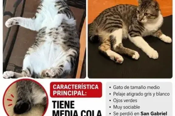 Gato perdido, macho, Carrer de Fernando Díaz de Mendoza, 15, Alacant, Alicante — cola a la mitad de nacimiento - photo