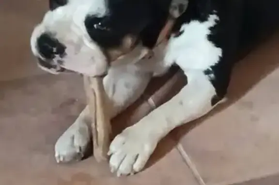 Perro perdido, Carretera Venta Collares - Pinoso, Abanilla, Orihuela — uno de dos hermanos machos - photo