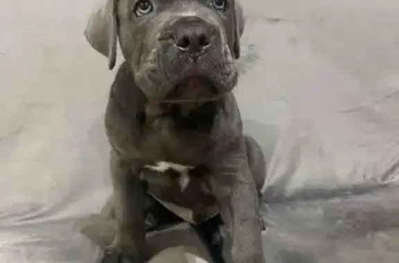 Perro perdido, Barcelona, Cataluña, Pozuelo de Alarcon — camada de Cane Corso de 11 semanas - photo