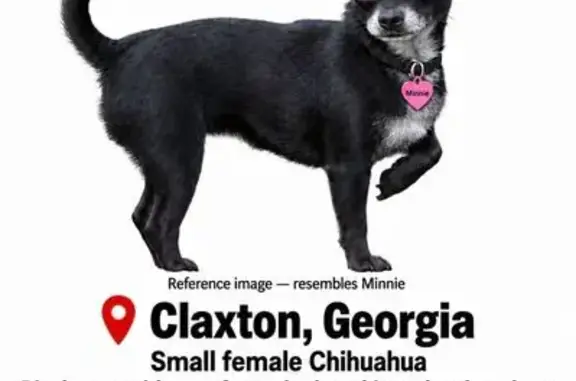 Missing dog Female, Claxton (usl549841) - photo